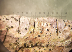 Cresponea chloroconia