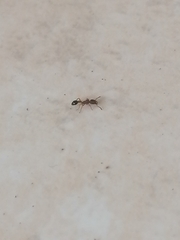 Tetramorium bicarinatum