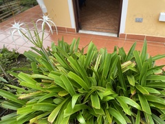 Hymenocallis littoralis