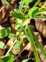 Spermacoce prostrata