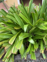 Hymenocallis littoralis