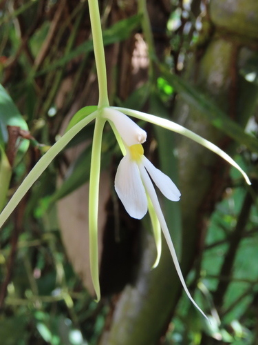 Epidendrum nocturnum