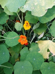 Tropaeolum majus
