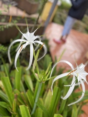 Hymenocallis littoralis