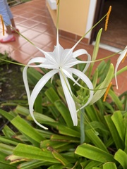 Hymenocallis littoralis