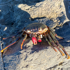 Grapsus adscensionis