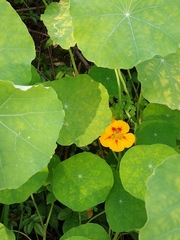 Tropaeolum majus