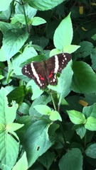 Anartia fatima