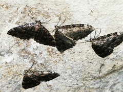 Triphosa dubitata