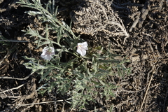 Convolvulus ammannii