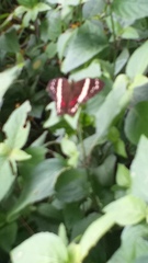 Anartia fatima