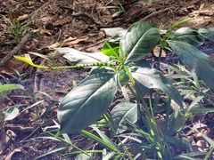 Spigelia hamelioides