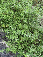 Lippia graveolens