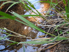 Glyceria notata