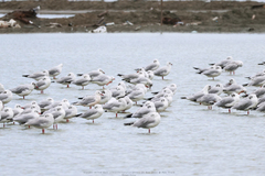 Chroicocephalus genei