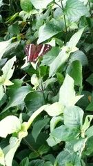 Anartia fatima