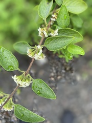 Lippia graveolens