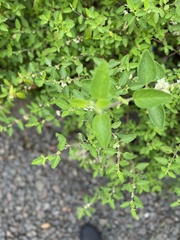 Lippia graveolens