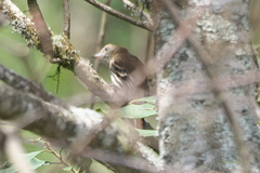 Knipolegus cyanirostris