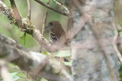 Knipolegus cyanirostris