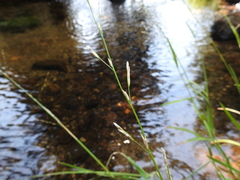 Glyceria notata