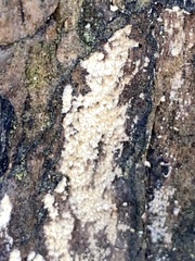 Basidioradulum radula