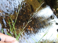 Glyceria notata