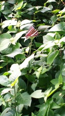 Anartia fatima