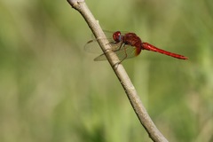 Crocothemis servilia