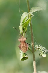 Dalader planiventris