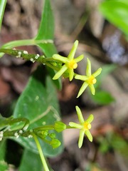 Matelea graciliflora