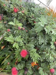 Calliandra haematocephala