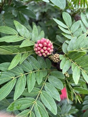 Calliandra haematocephala