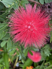 Calliandra haematocephala
