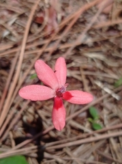 Freesia laxa