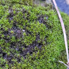 Bryoerythrophyllum recurvirostrum