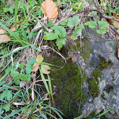 Bryoerythrophyllum recurvirostrum
