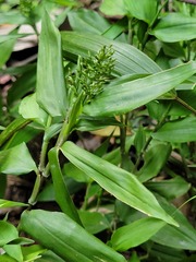 Ichnanthus pallens