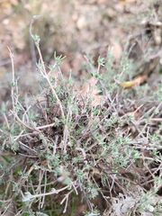 Thymus zygis