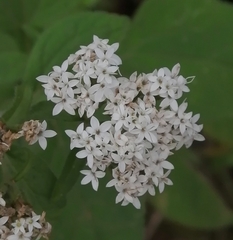 Stevia