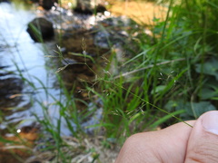 Agrostis vinealis