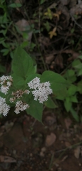 Stevia