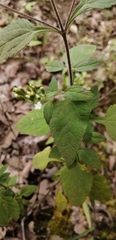 Stevia