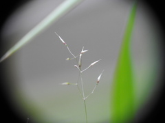 Agrostis vinealis