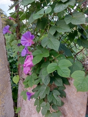 Ipomoea indica