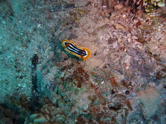 Chromodoris quadricolor