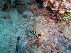 Chromodoris quadricolor