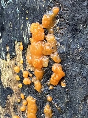 Dacrymyces stillatus