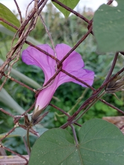 Ipomoea indica