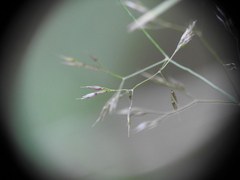 Agrostis vinealis